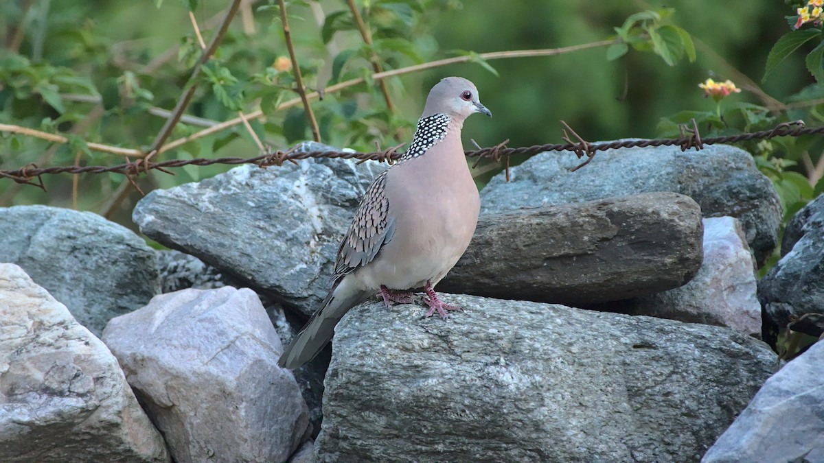 Spotted Dove - ML610433673
