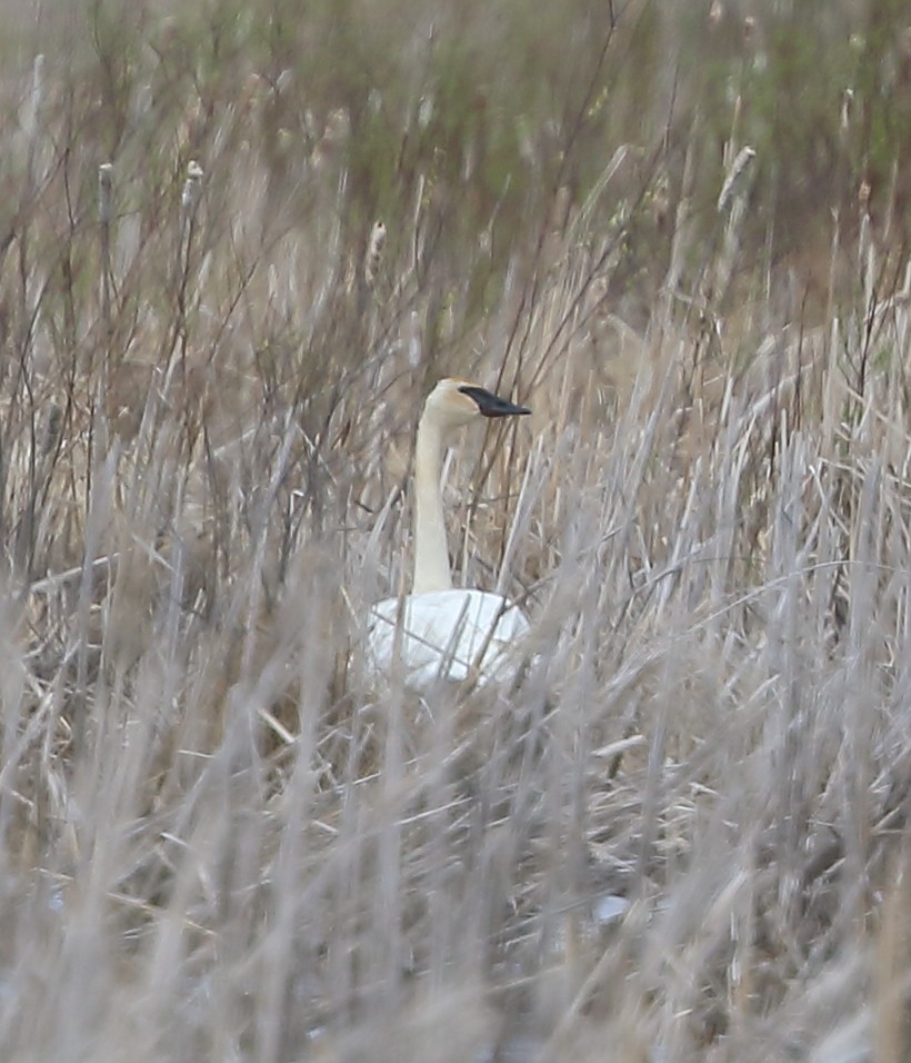 Trumpeter Swan - ML610433696