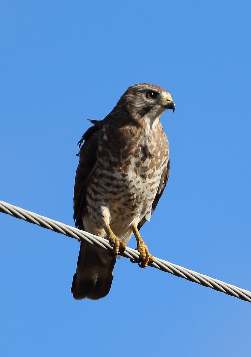 Broad-winged Hawk - ML610433725