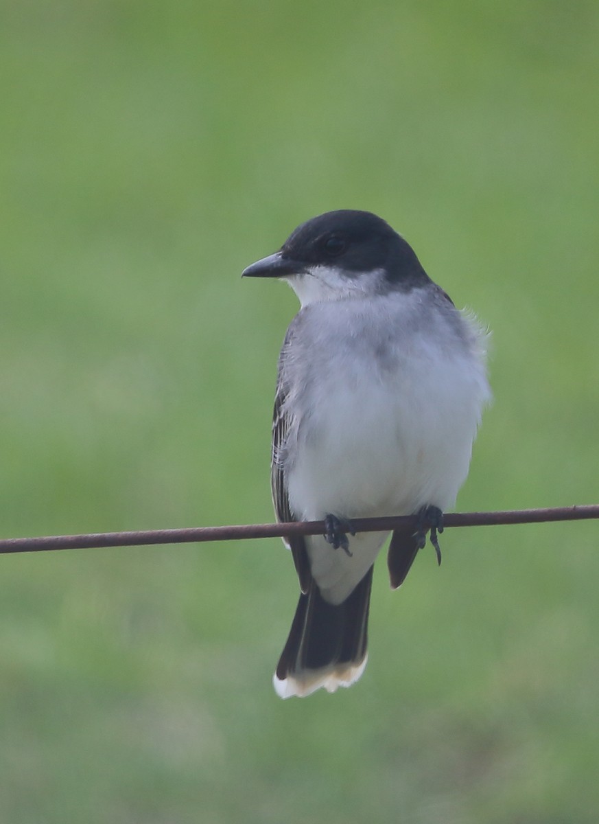 Eastern Kingbird - ML610433734