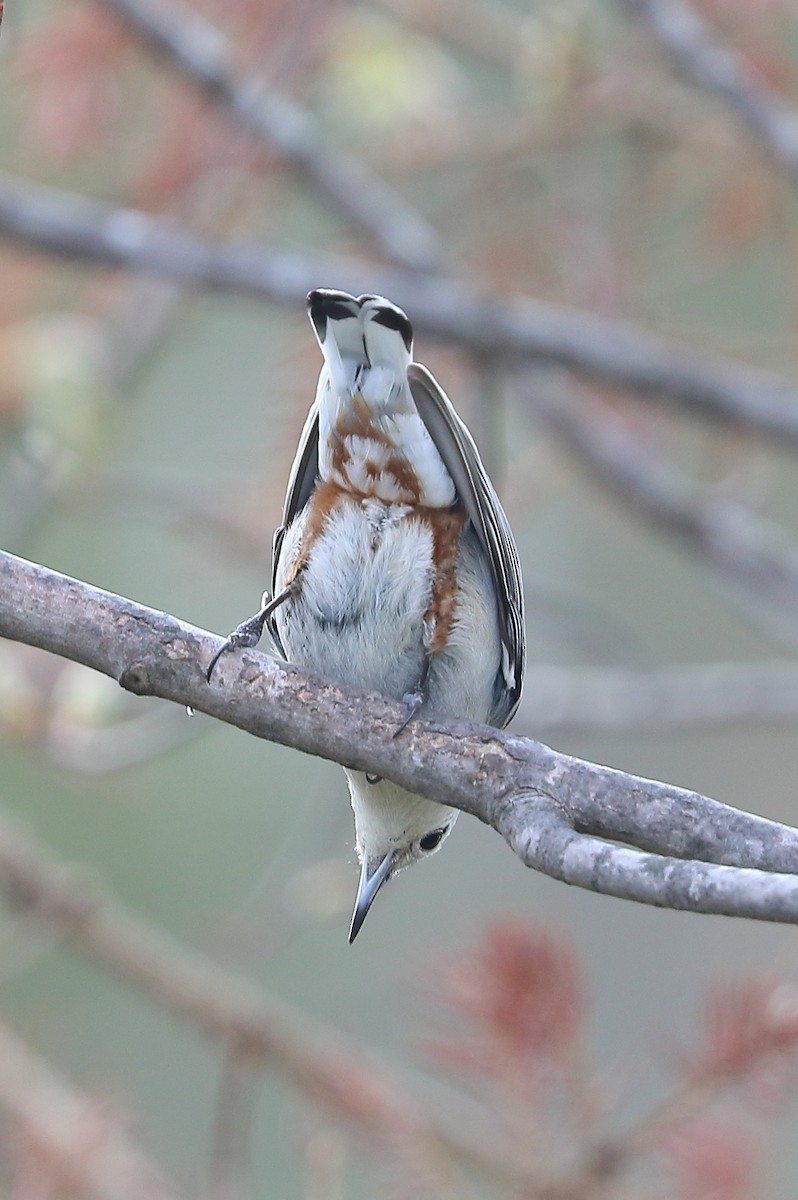 White-breasted Nuthatch - ML610433747