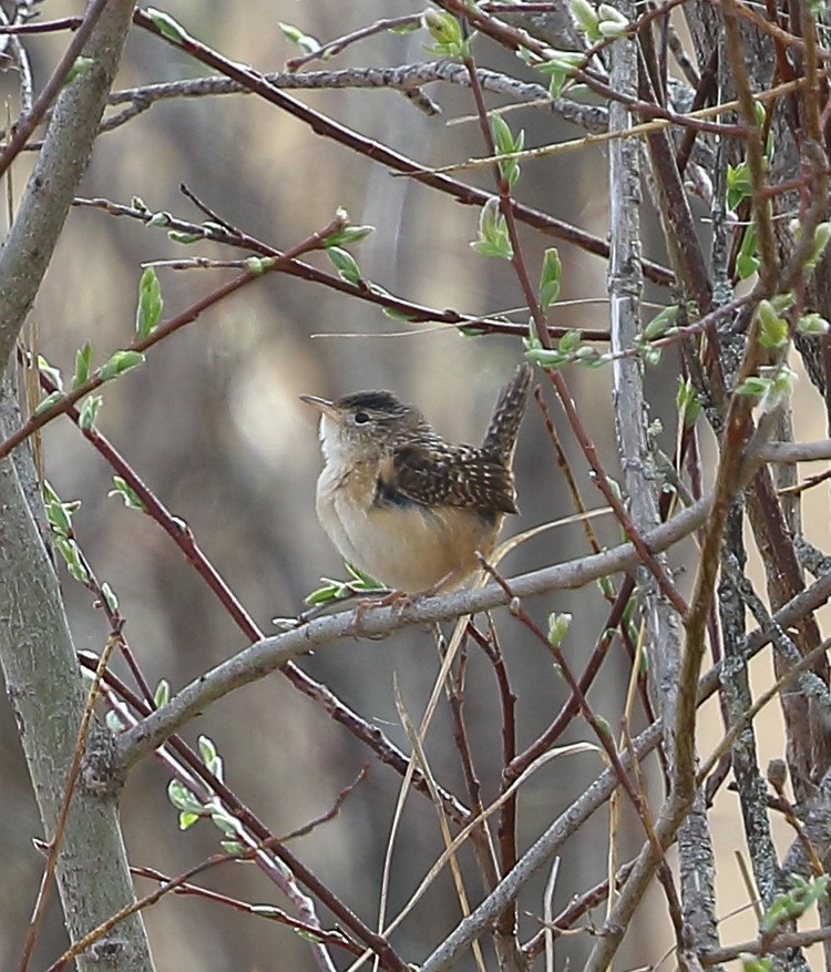 Sedge Wren - ML610433757