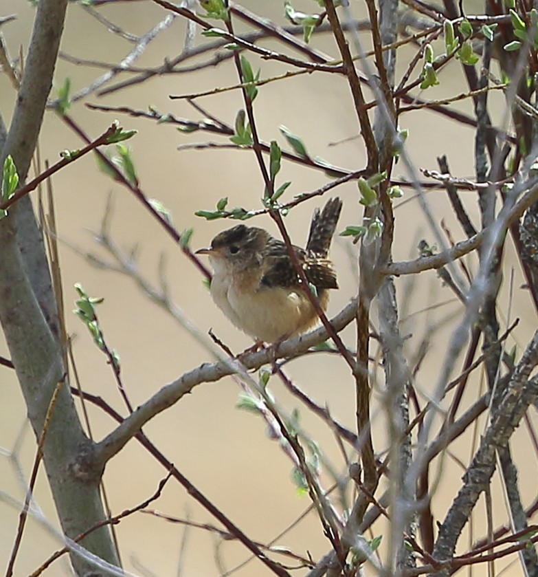 Sedge Wren - ML610433762