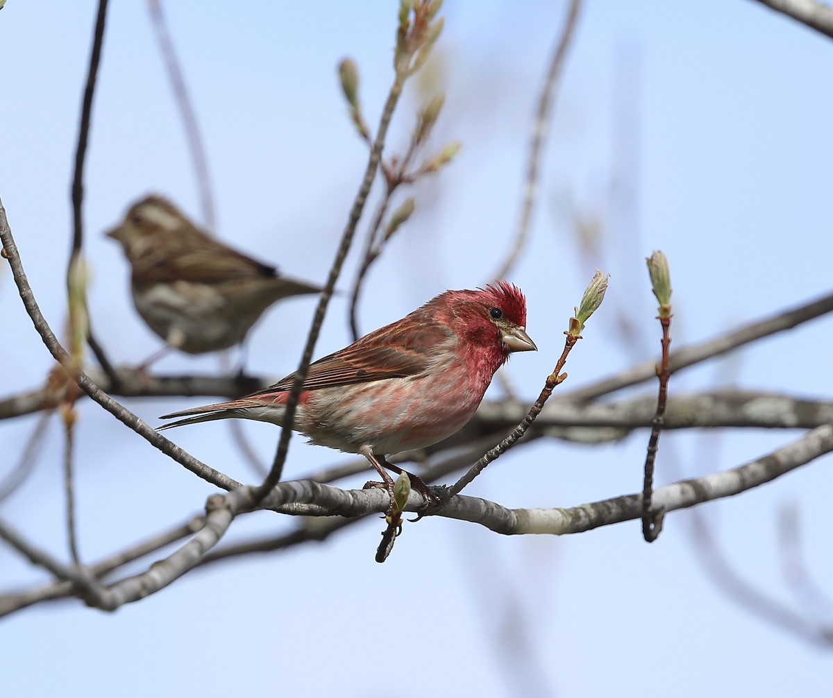 Purple Finch - ML610433767