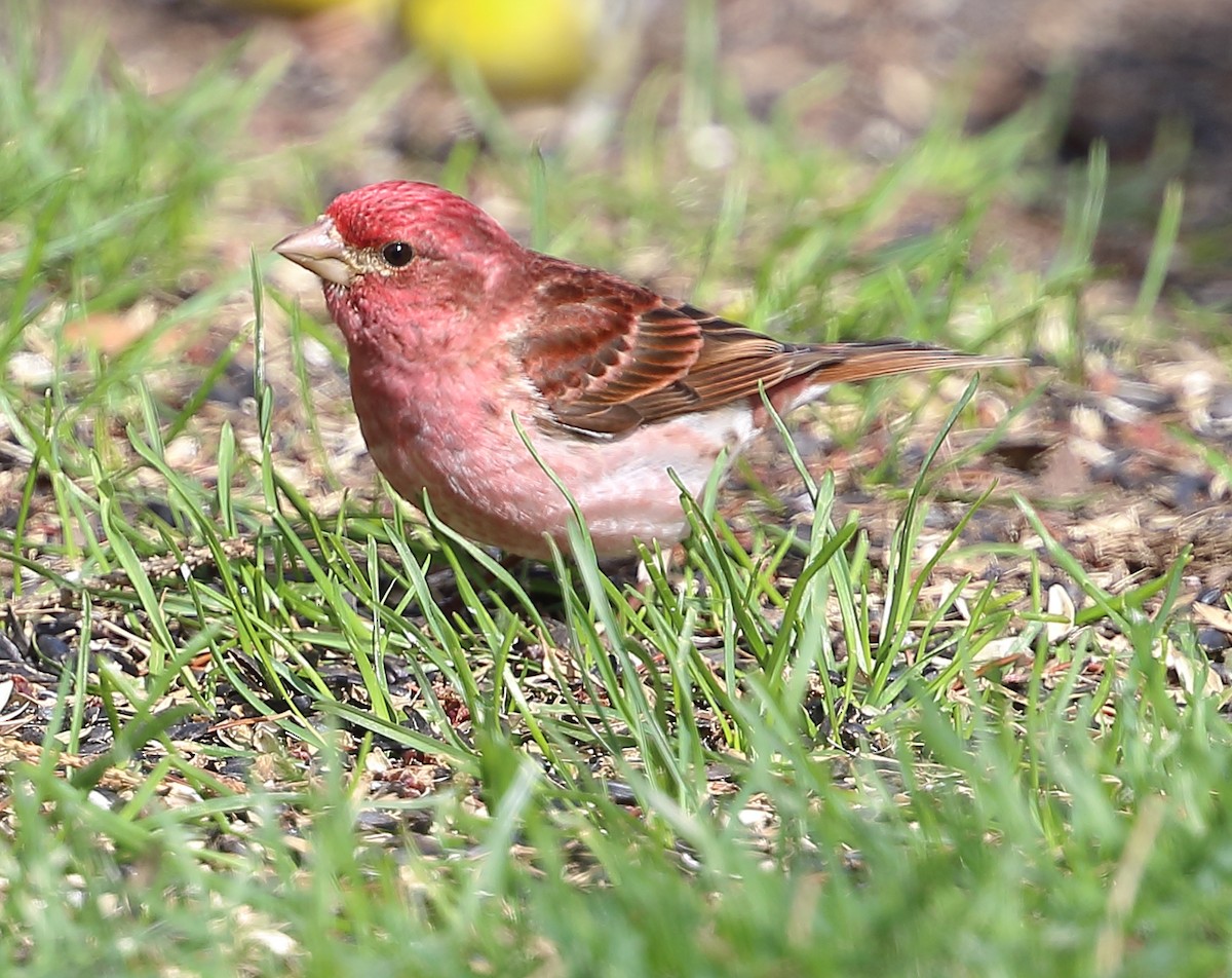 Purple Finch - ML610433768