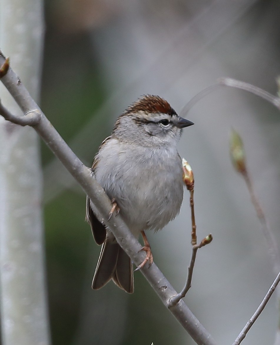 Chipping Sparrow - ML610433778