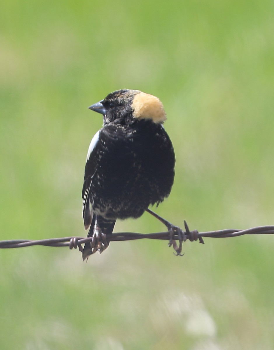 Bobolink - ML610433780