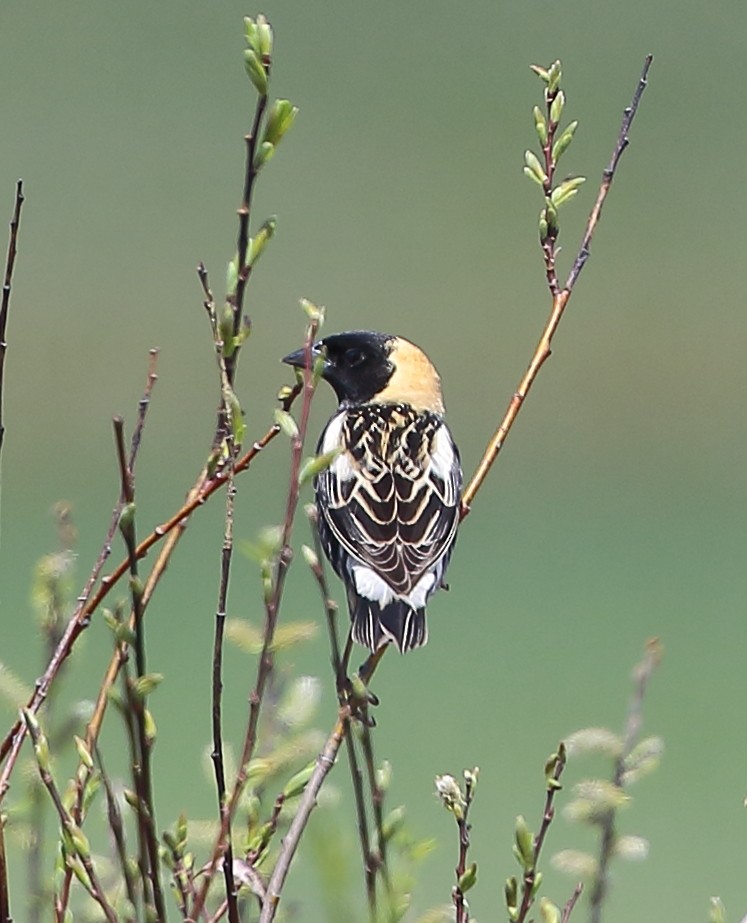 Bobolink - ML610433786