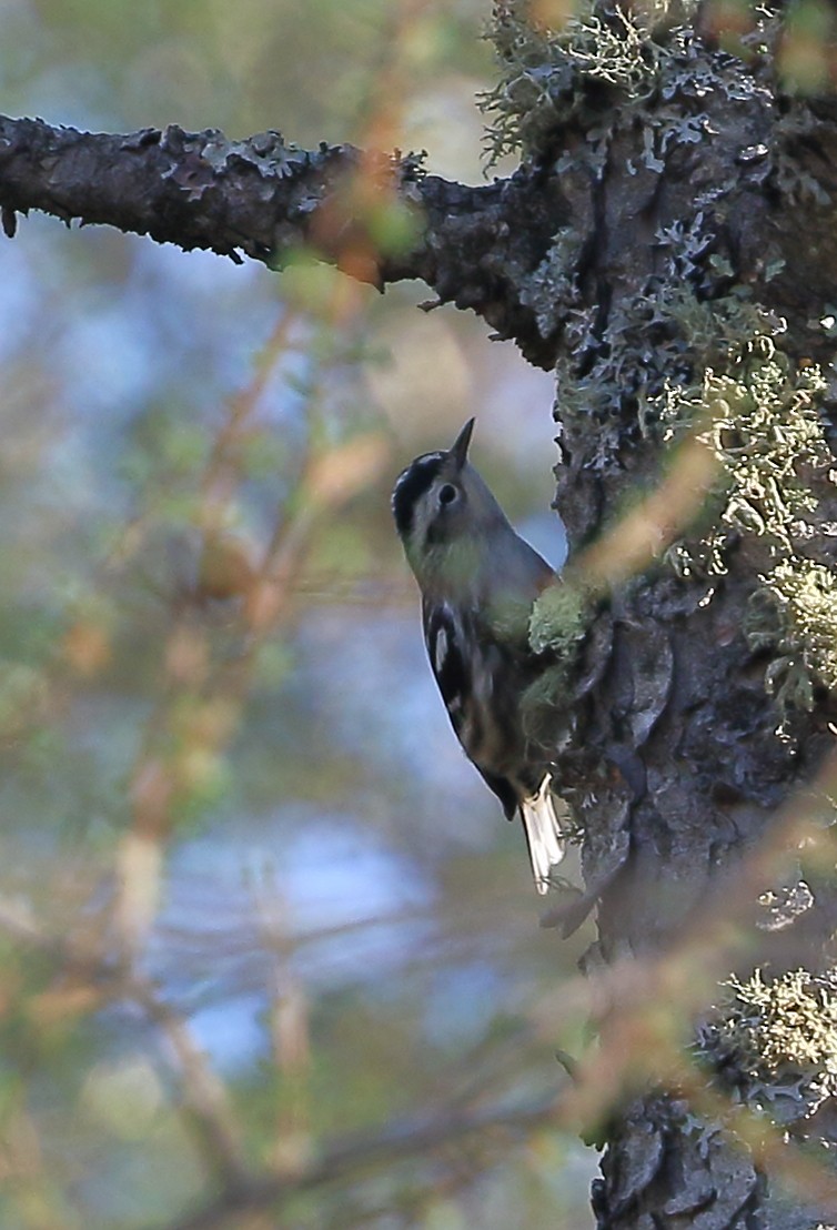 Black-and-white Warbler - Patricia Isaacson