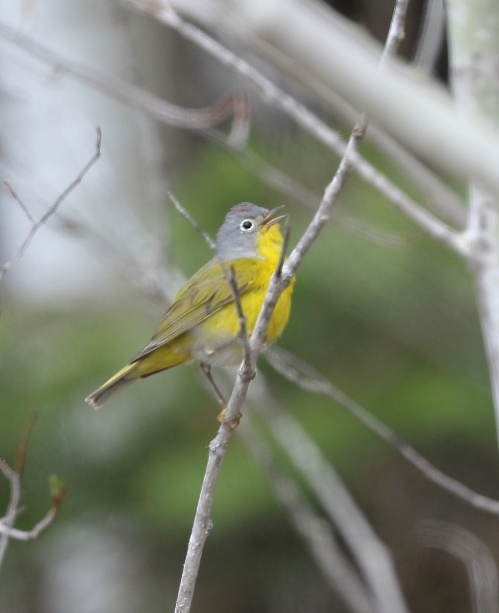 Nashville Warbler - ML610433798