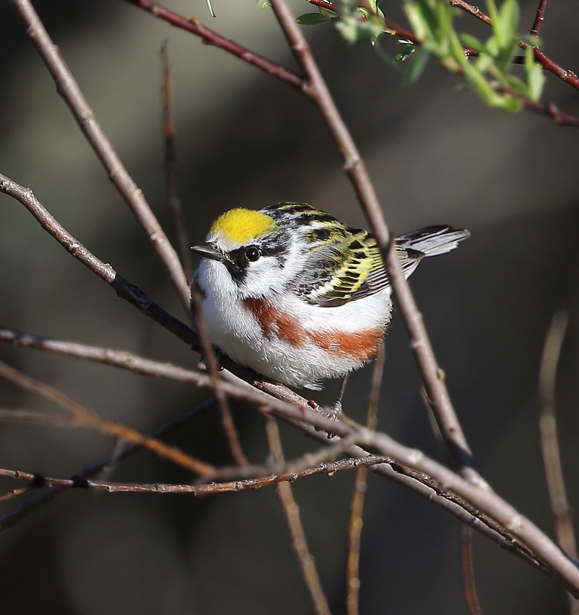 Chestnut-sided Warbler - ML610433803