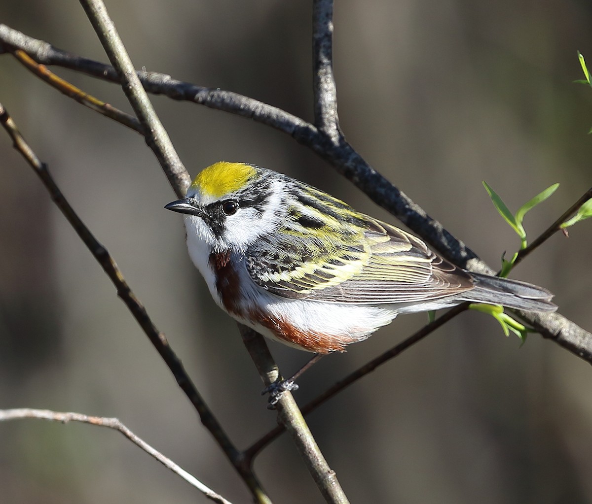 Chestnut-sided Warbler - Patricia Isaacson