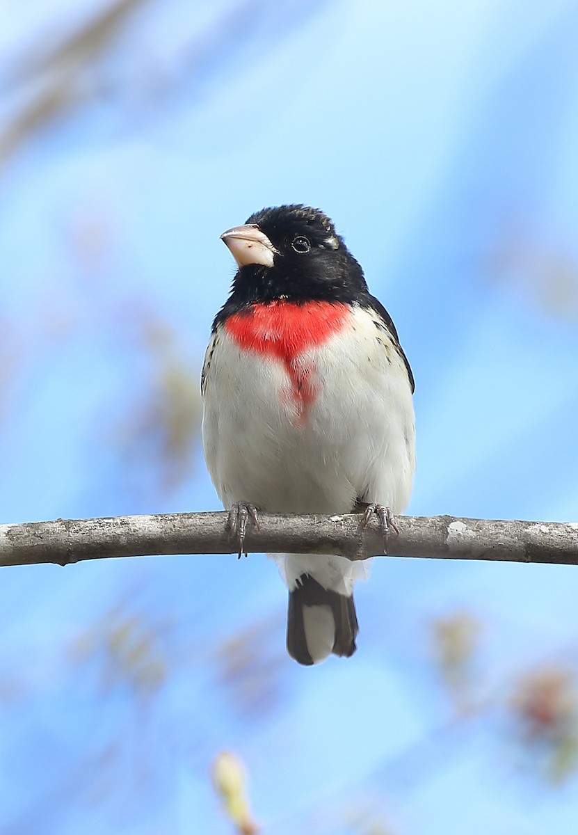 Rose-breasted Grosbeak - ML610433808