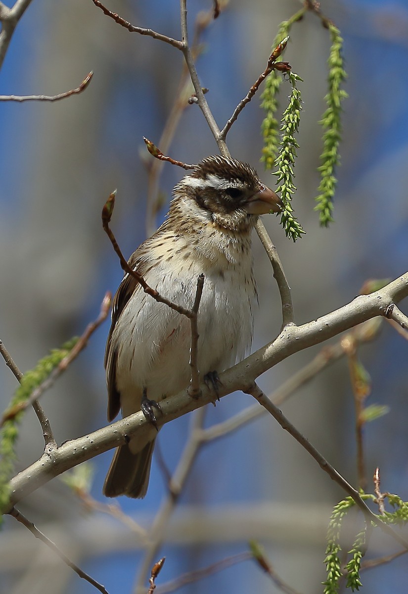 Rose-breasted Grosbeak - ML610433810