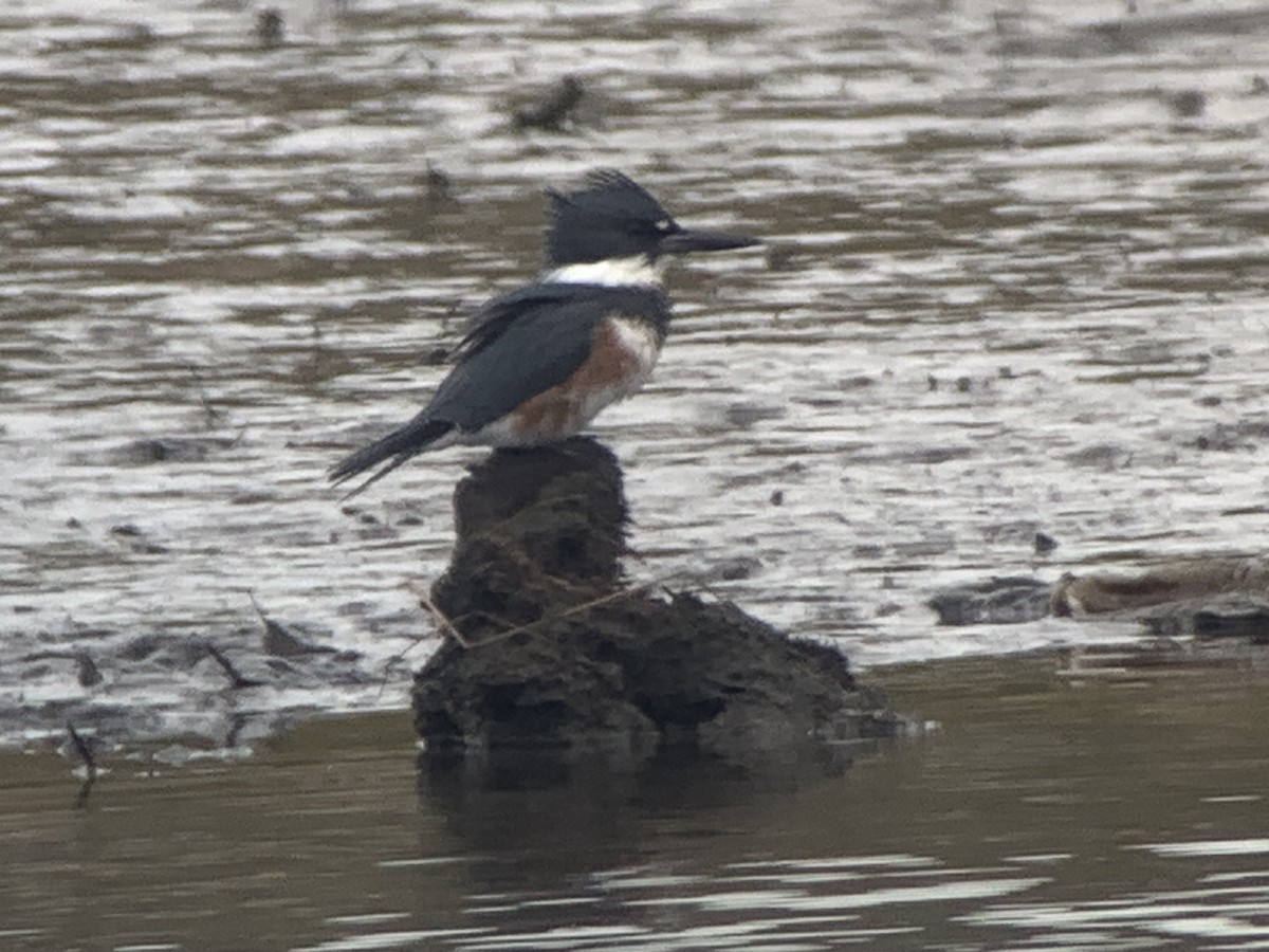 Belted Kingfisher - ML610433975