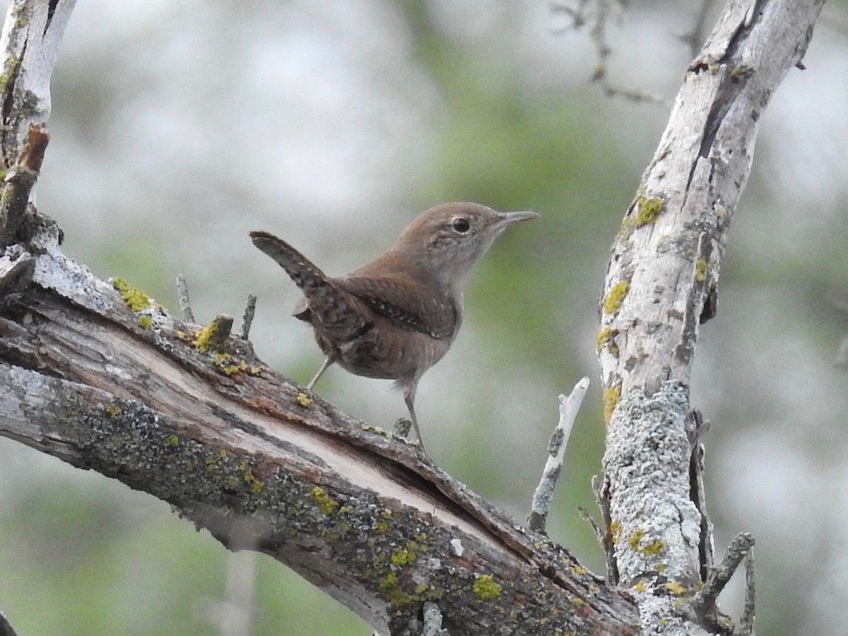 House Wren - ML610434009