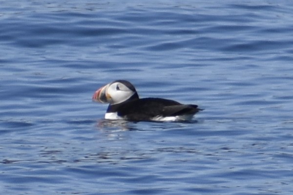 Atlantic Puffin - ML610434203