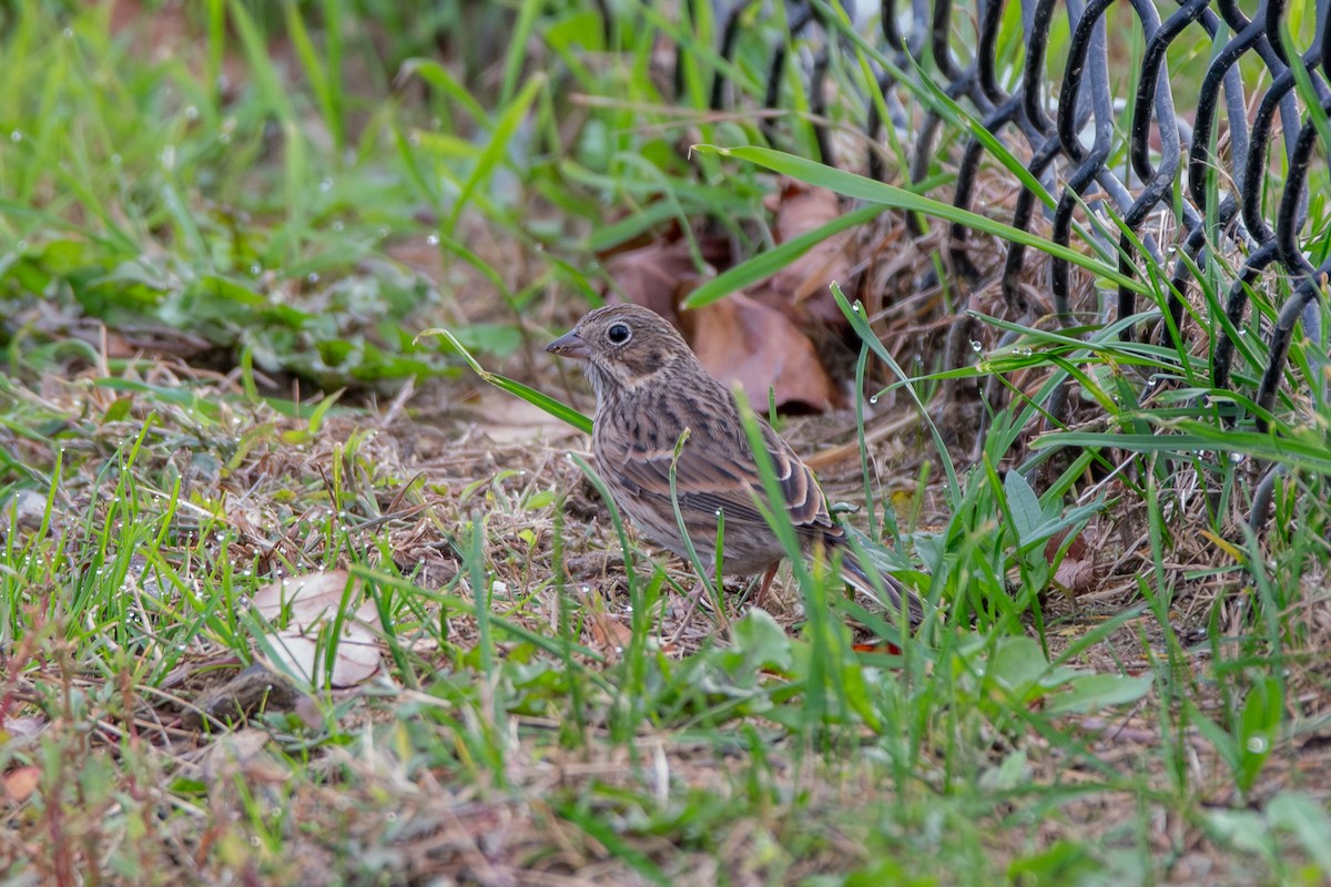 Vesper Sparrow - ML610434241