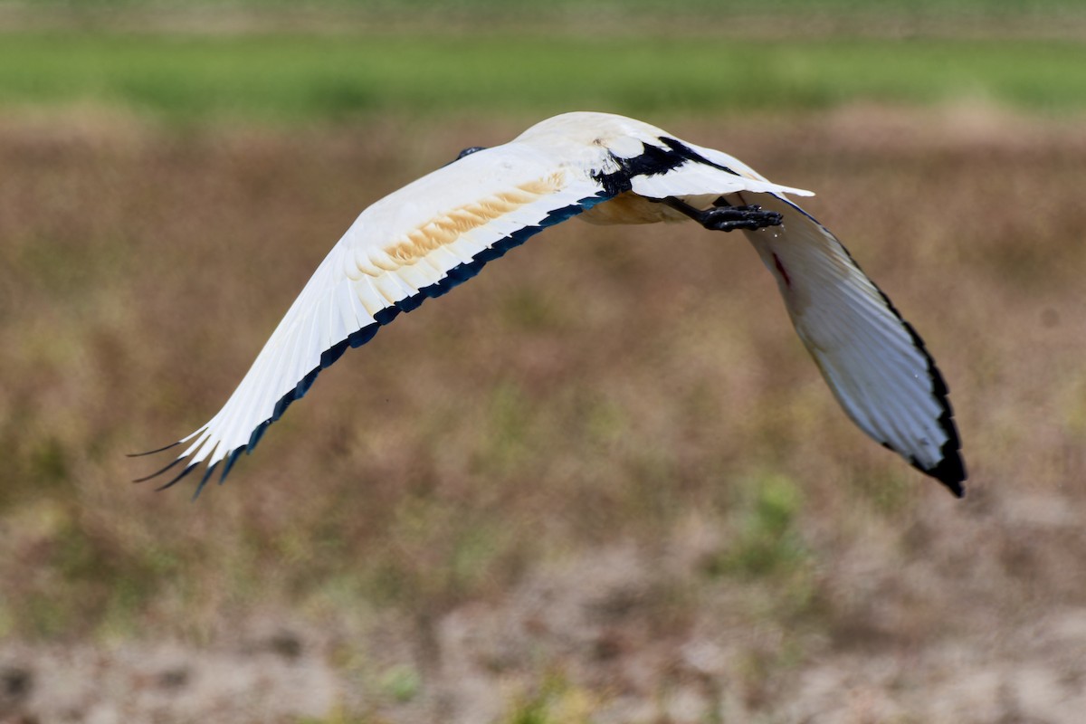 African Sacred Ibis - ML610434301