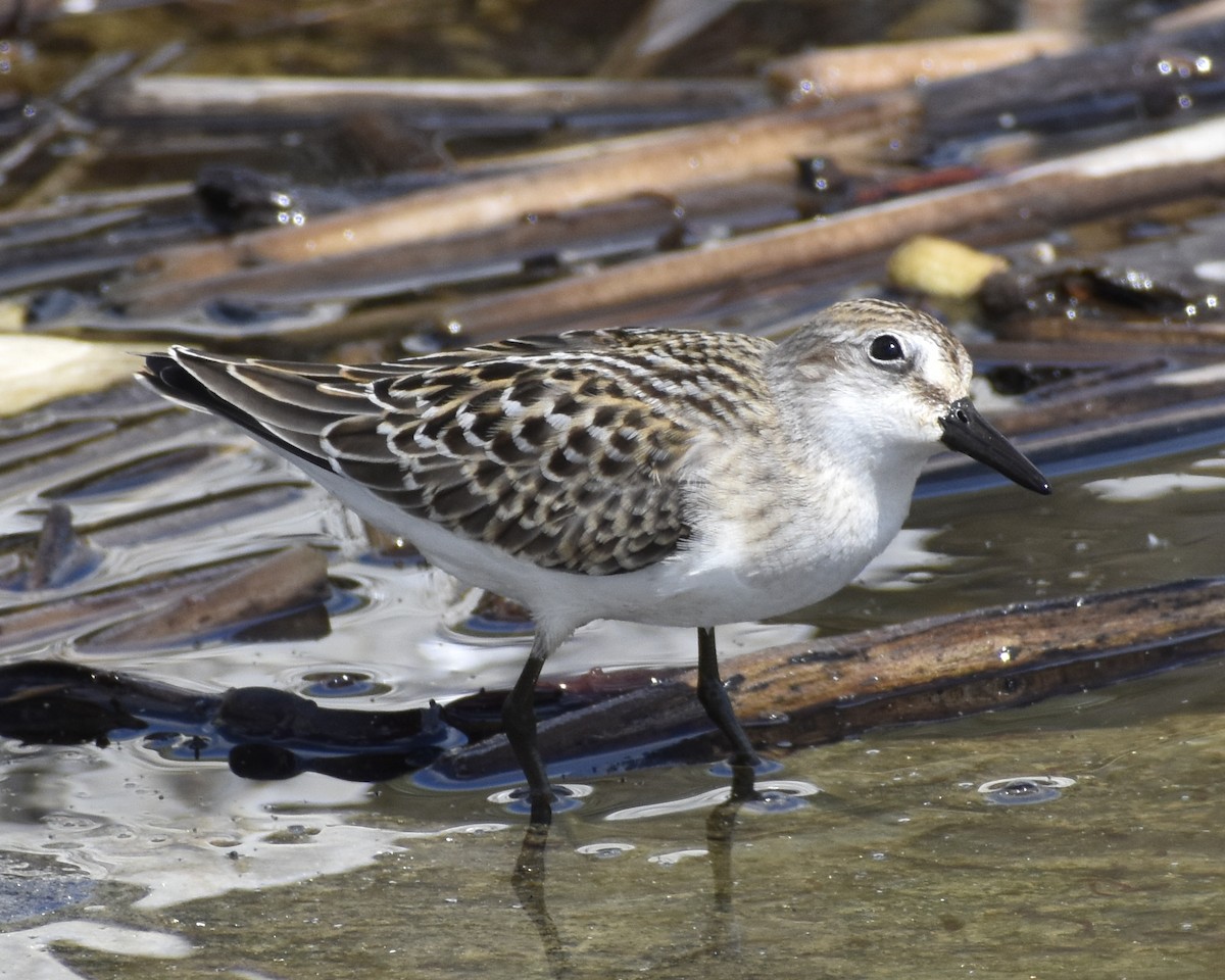 Semipalmated Sandpiper - ML610434376