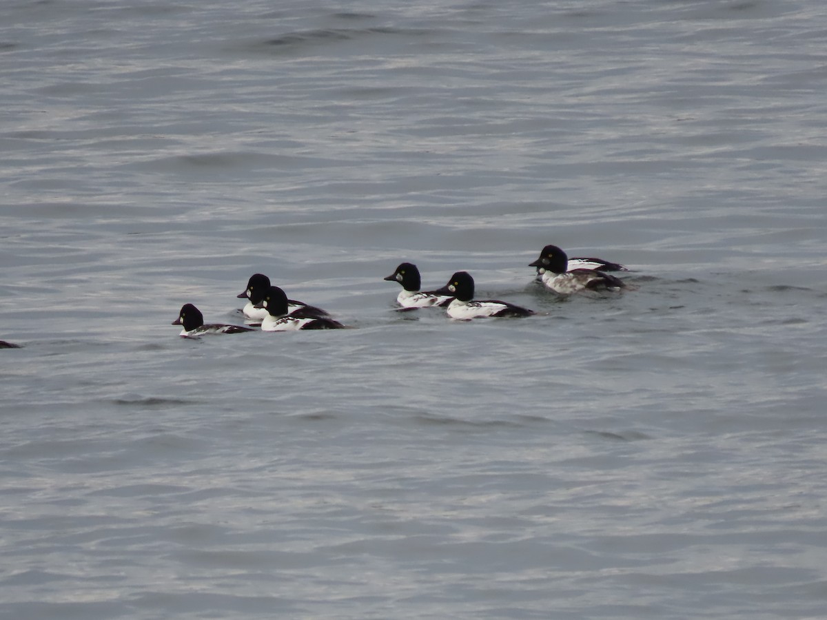 Common Goldeneye - Sylvie Huet