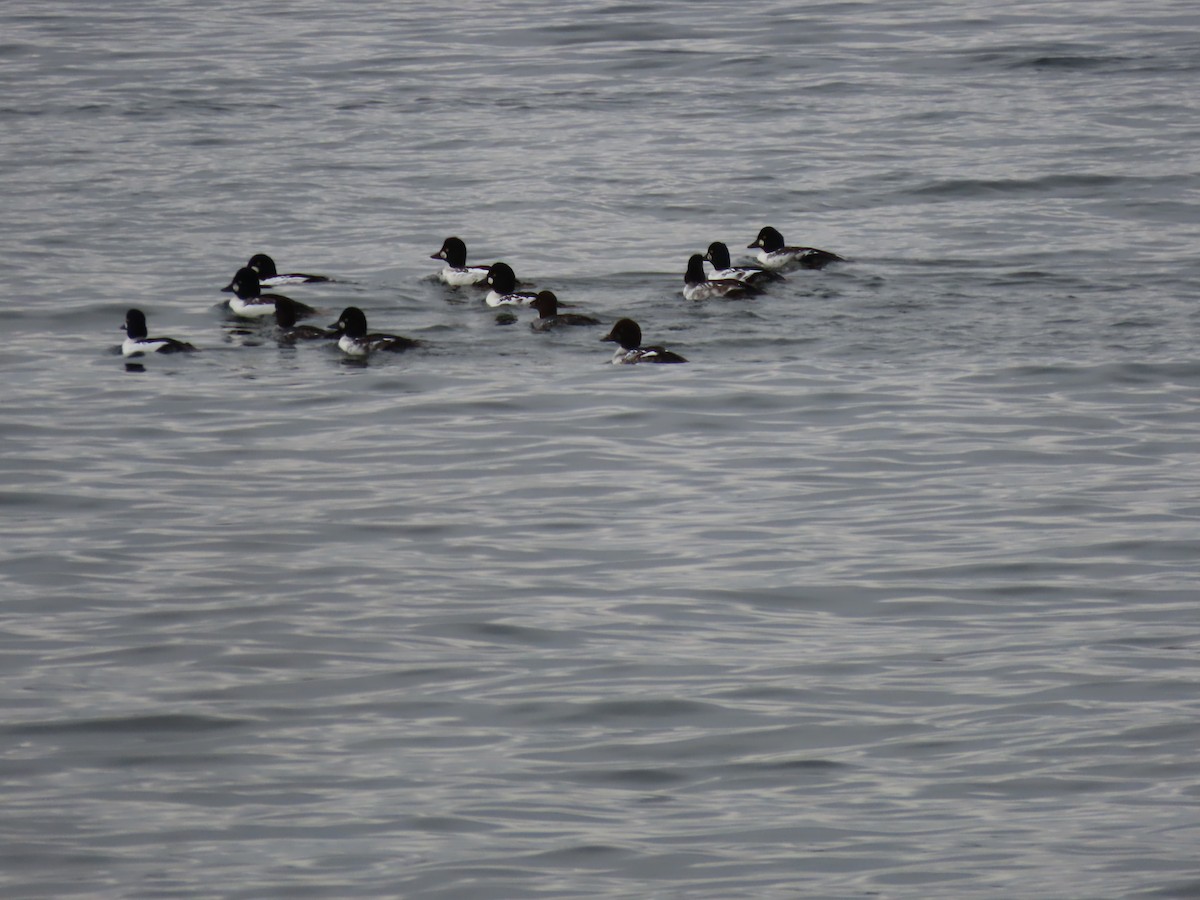 Common Goldeneye - ML610434409