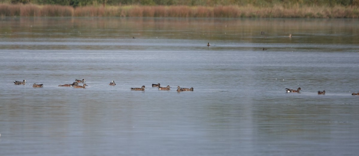 American Wigeon - Toby-Anne Reimer