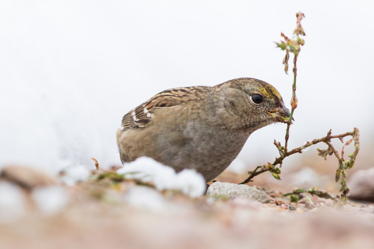 Golden-crowned Sparrow - ML610434531