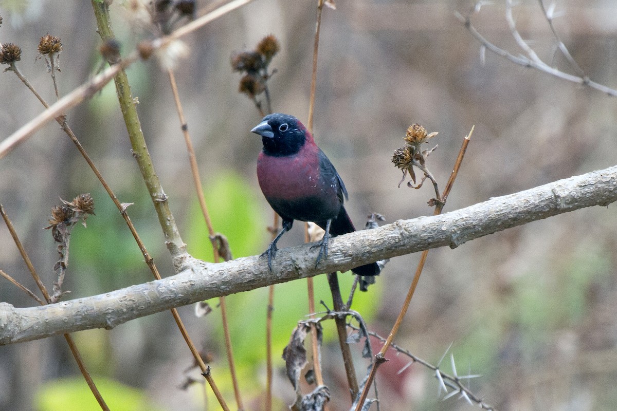 Black-faced Firefinch - ML610434570