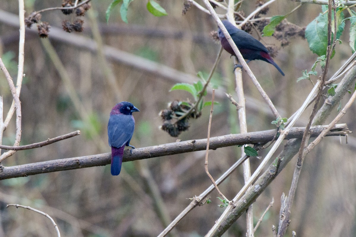 Black-faced Firefinch - ML610434573