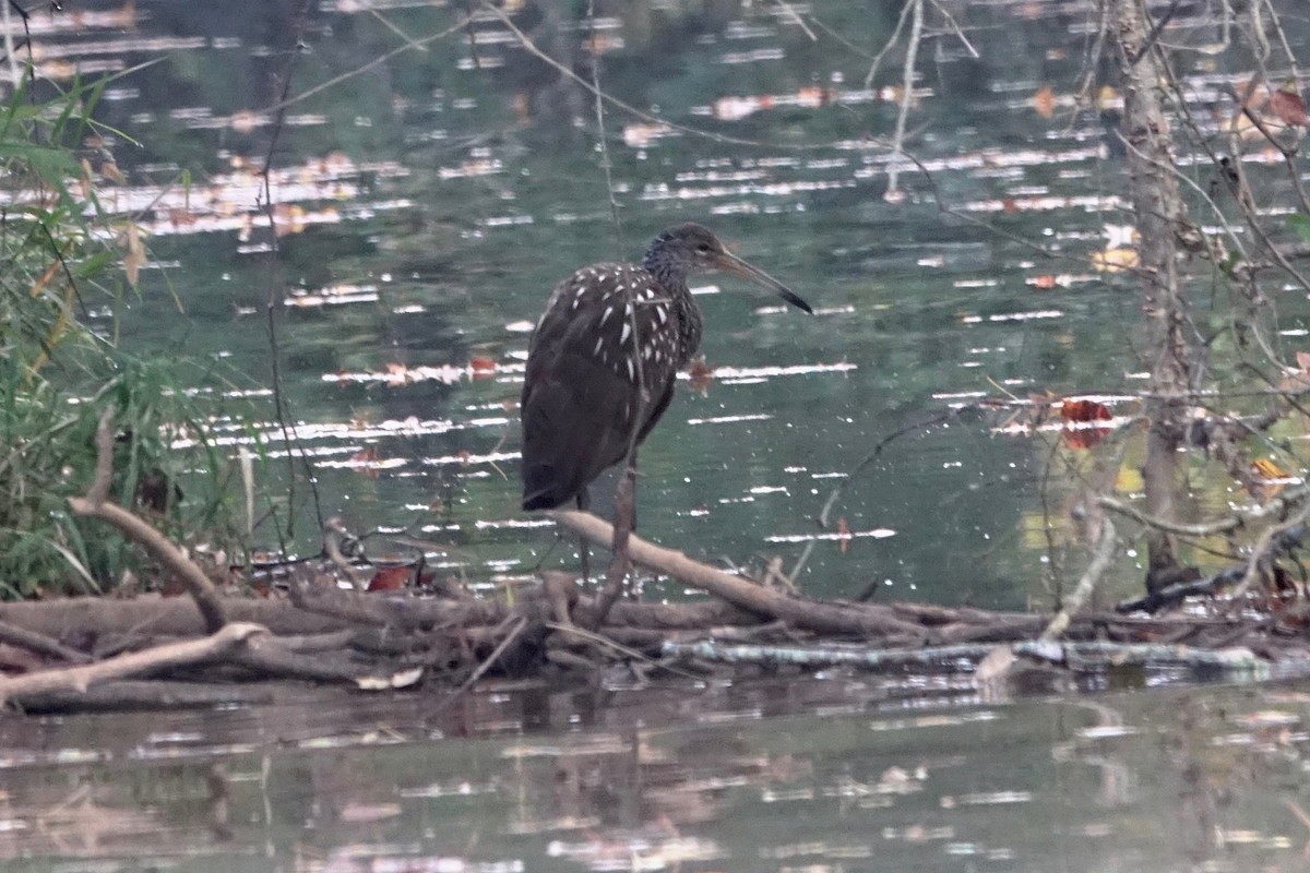 Limpkin - ML610434607