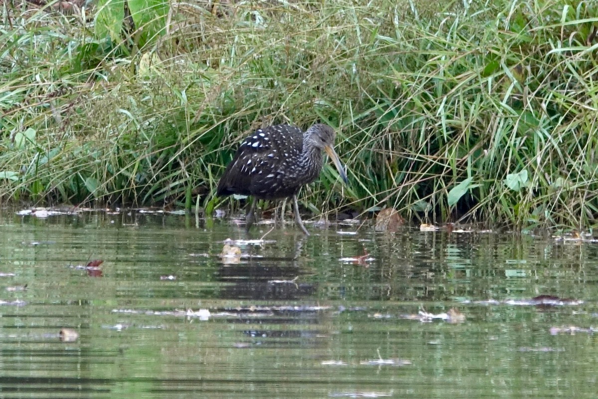 Limpkin - ML610434623