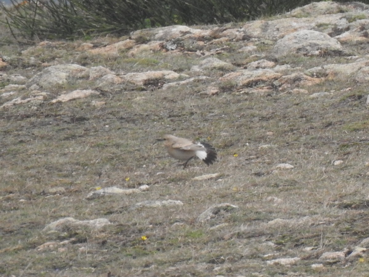 Isabelline Wheatear - ML610434730