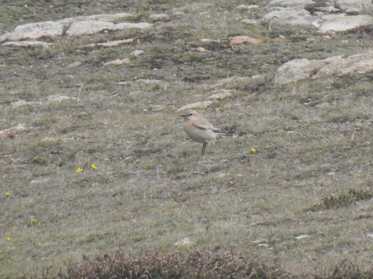 Isabelline Wheatear - ML610434736