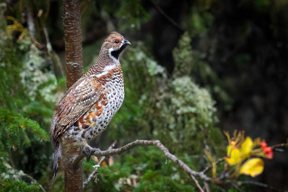 Hazel Grouse - ML610434758