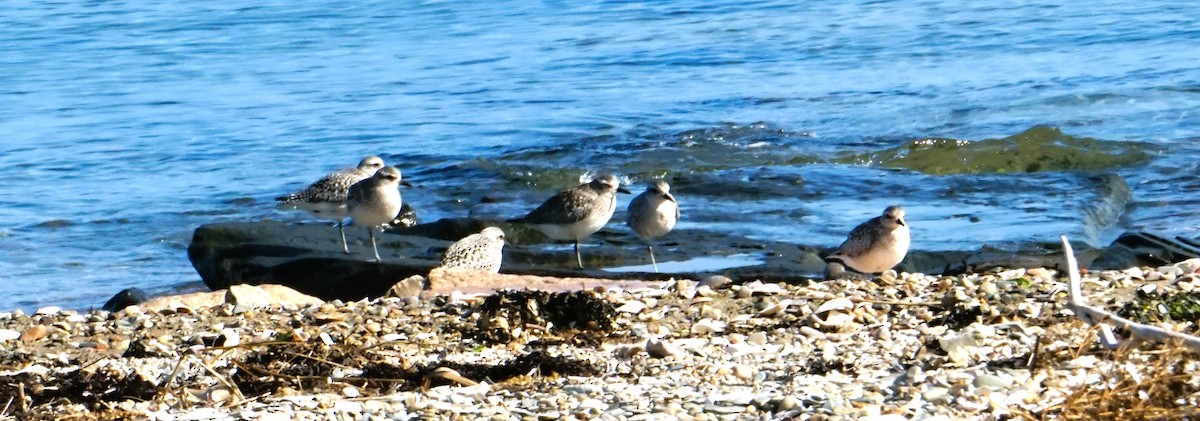 Black-bellied Plover - ML610434818