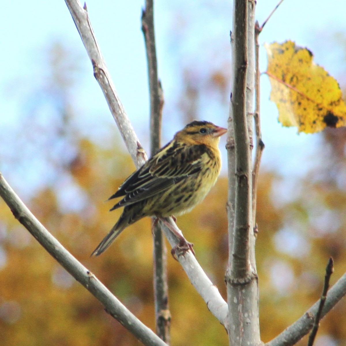 Bobolink - ML610435327