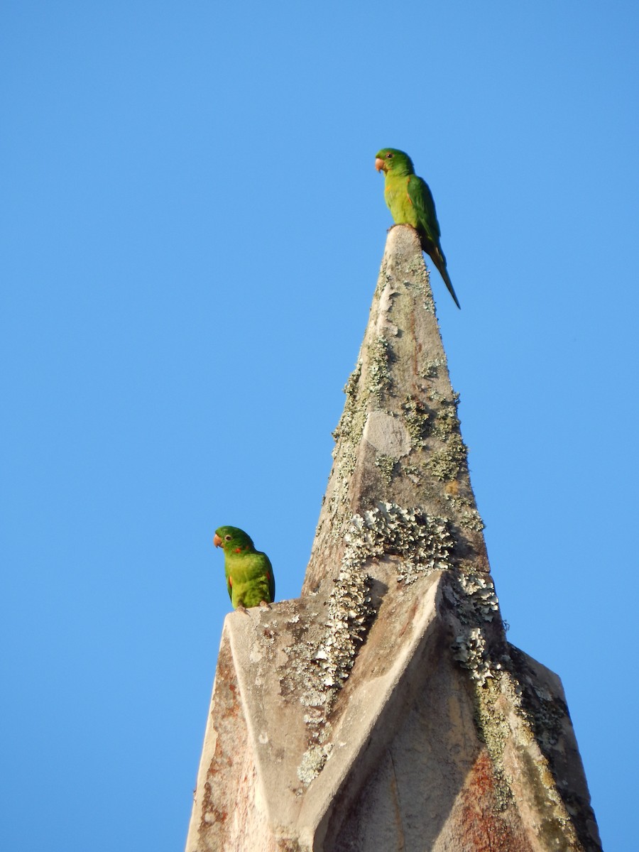 White-eyed Parakeet - ML610435345