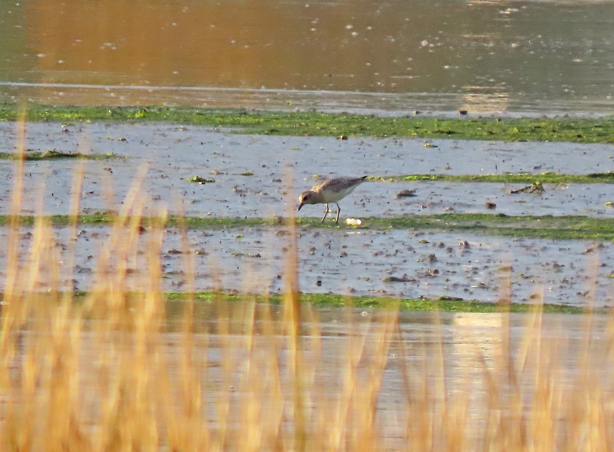 Black-bellied Plover - ML610435457