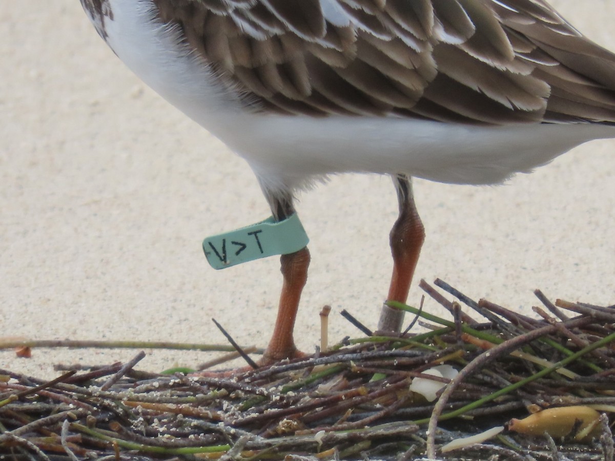 Ruddy Turnstone - ML610435484