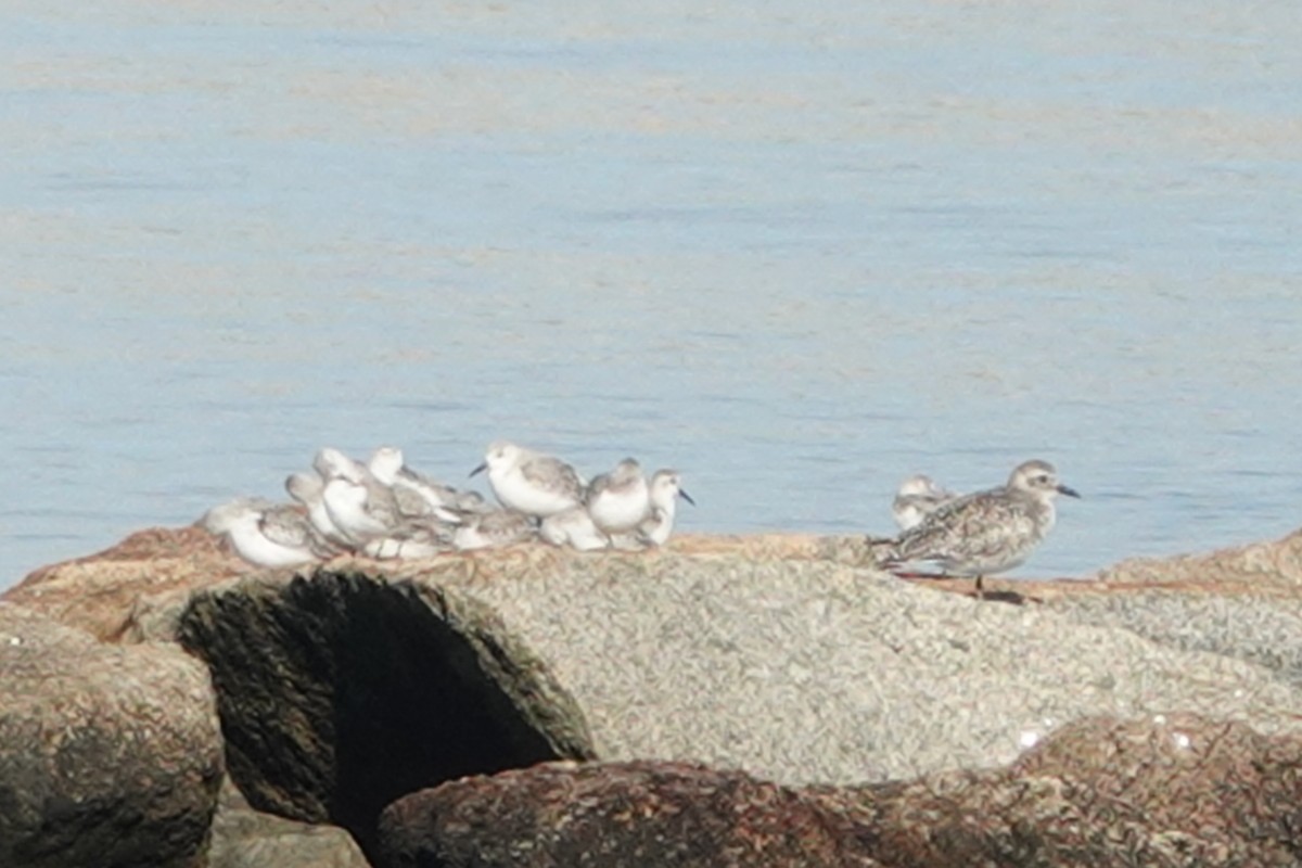 Bécasseau sanderling - ML610435495