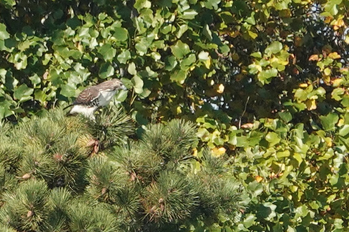 Red-tailed Hawk - ML610435504