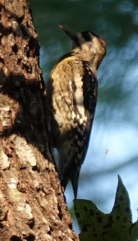 Yellow-bellied Sapsucker - ML610435680