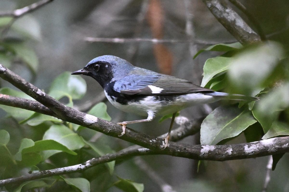 Black-throated Blue Warbler - Simon Artuch