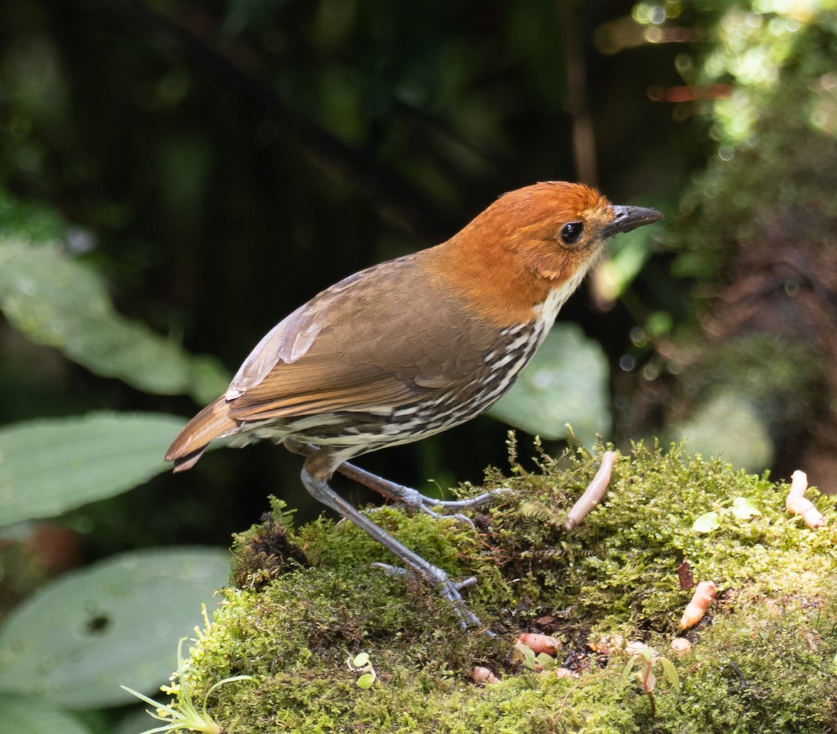 Chestnut-crowned Antpitta - Lynn Chapman