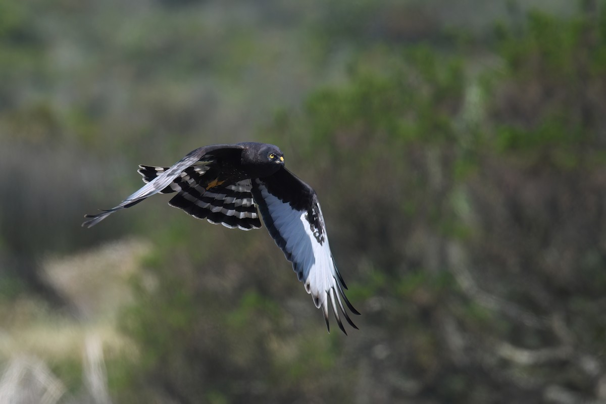 Black Harrier - Regard Van Dyk