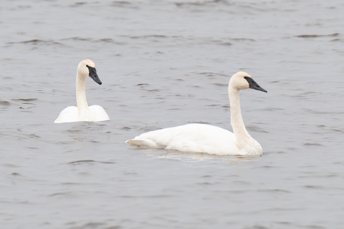 Trumpeter Swan - ML610435913