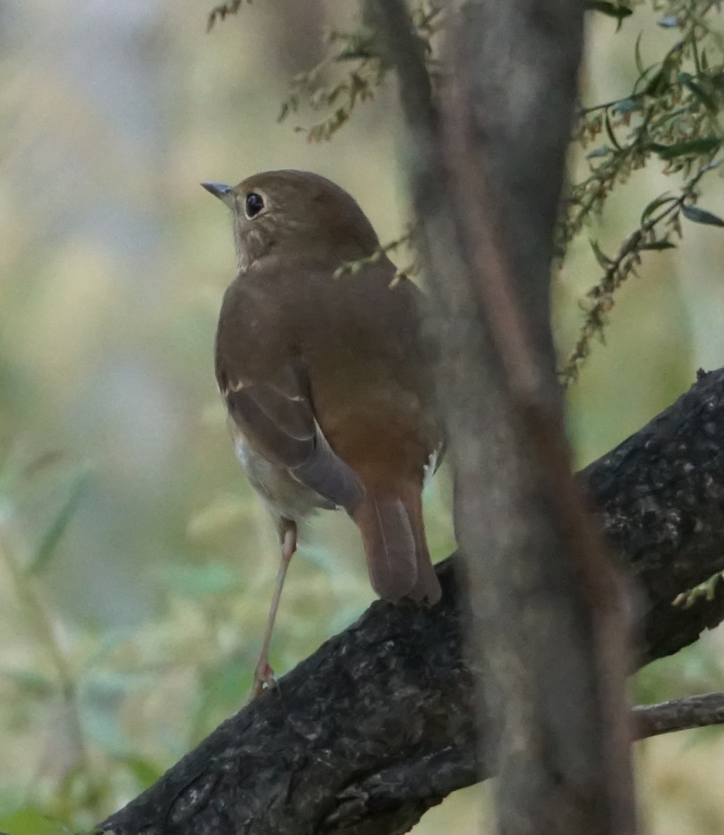 Hermit Thrush - ML610435978