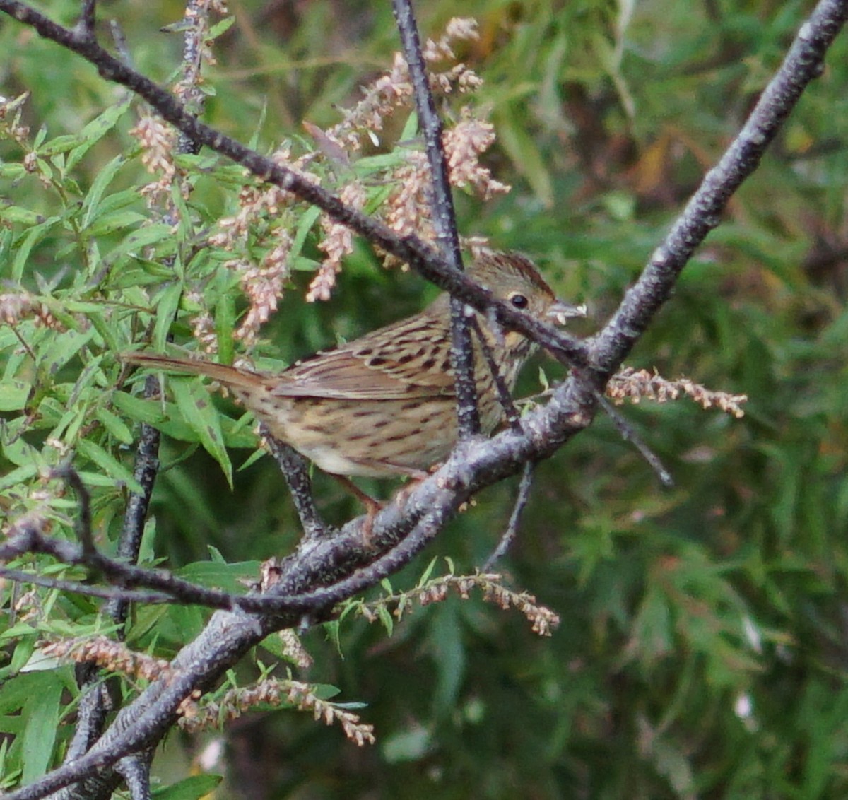 Lincoln's Sparrow - Melody Ragle