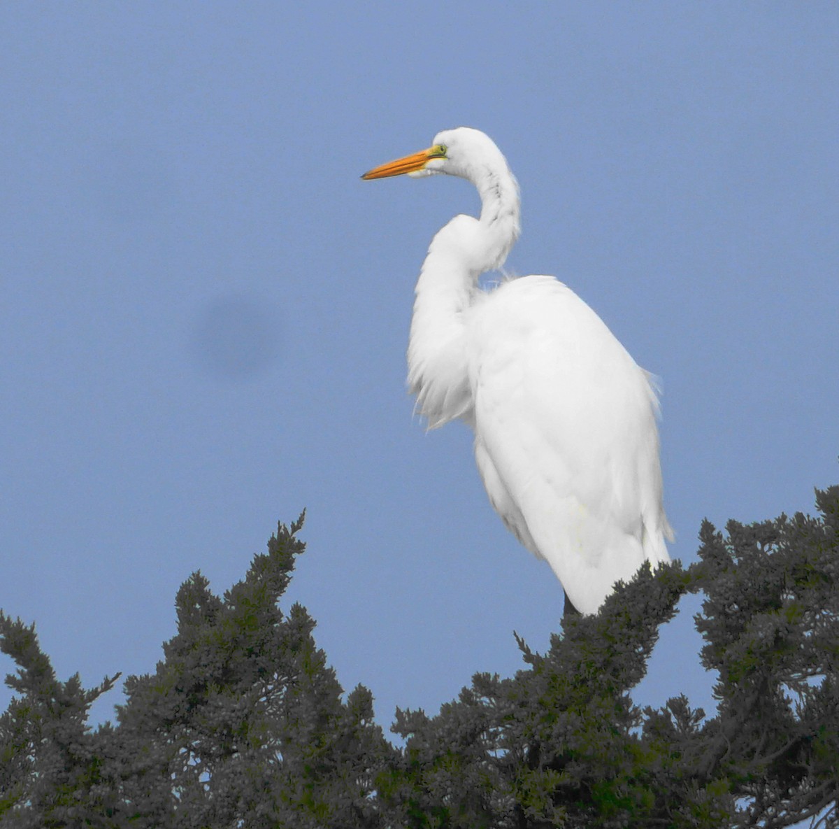Grande Aigrette - ML610436087